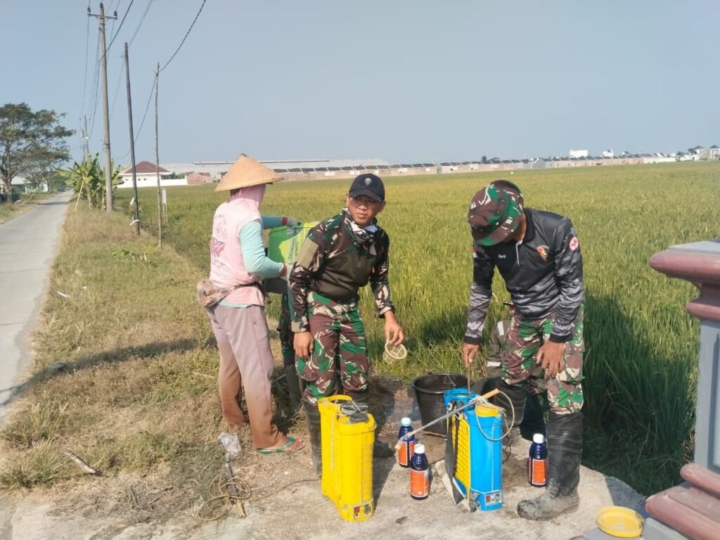 Objek Kegiatan TMMD: Pengendalian Gulma di Lahan Parangjoro
