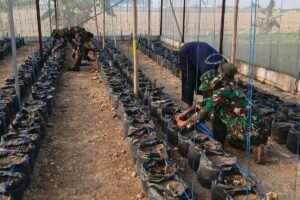 Kebun Melon Hidroponik Jadi Ruang Pembelajaran Satgas TMMD di Parangjoro