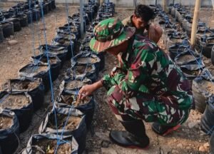 Parangjoro Kenalkan Teknologi Hidroponik Lewat TMMD